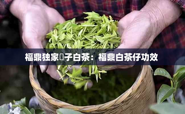 福鼎独家枙子白茶：福鼎白茶仔功效 