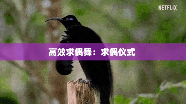 龙飞凤舞 第2页