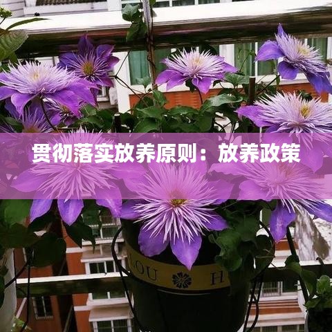 贯彻落实放养原则：放养政策 