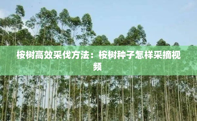 桉树高效采伐方法：桉树种子怎样采摘视频 
