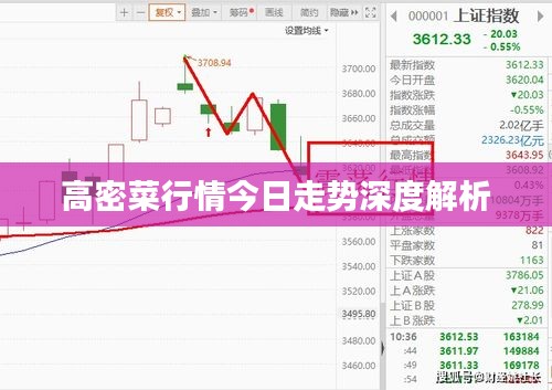高密菜行情今日走势深度解析