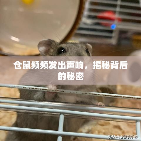 仓鼠频频发出声响，揭秘背后的秘密