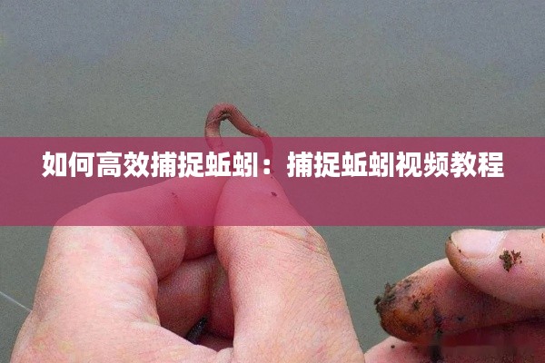 如何高效捕捉蚯蚓：捕捉蚯蚓视频教程 