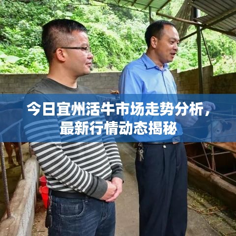 今日宜州活牛市场走势分析，最新行情动态揭秘