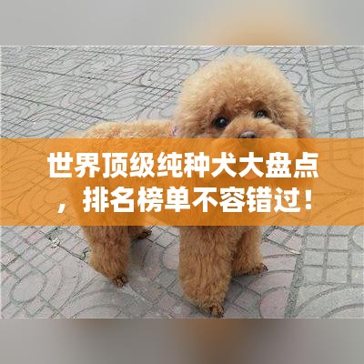 世界顶级纯种犬大盘点，排名榜单不容错过！