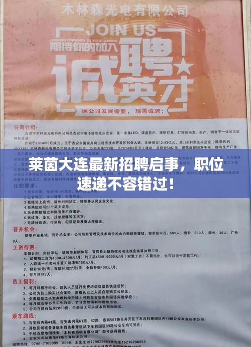 莱茵大连最新招聘启事，职位速递不容错过！