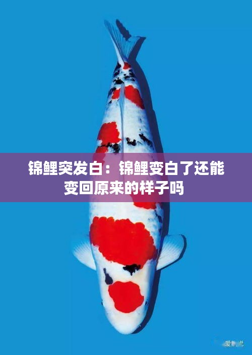 锦鲤突发白：锦鲤变白了还能变回原来的样子吗 