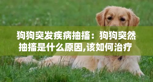 狗狗突发疾病抽搐：狗狗突然抽搐是什么原因,该如何治疗 