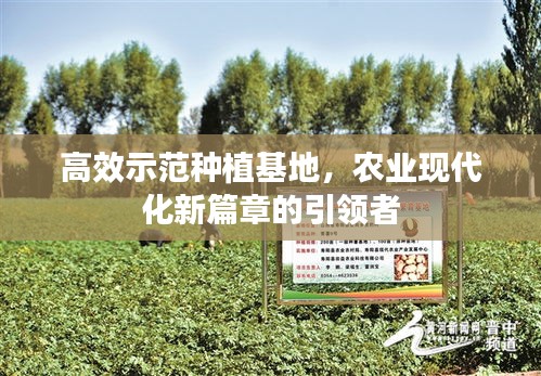 高效示范种植基地，农业现代化新篇章的引领者
