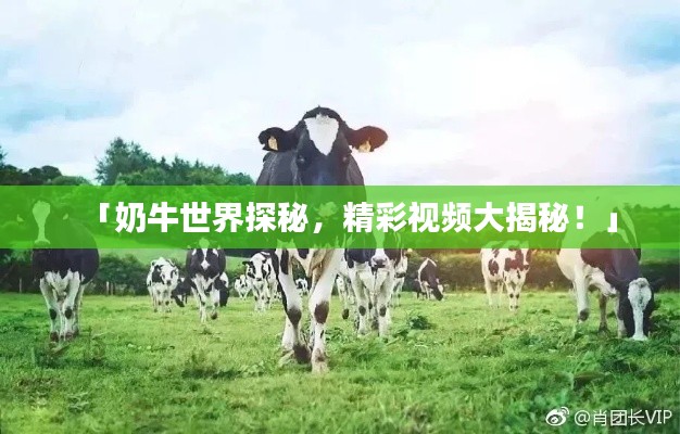 「奶牛世界探秘，精彩视频大揭秘！」