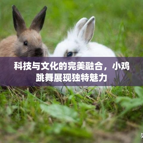 科技与文化的完美融合，小鸡跳舞展现独特魅力