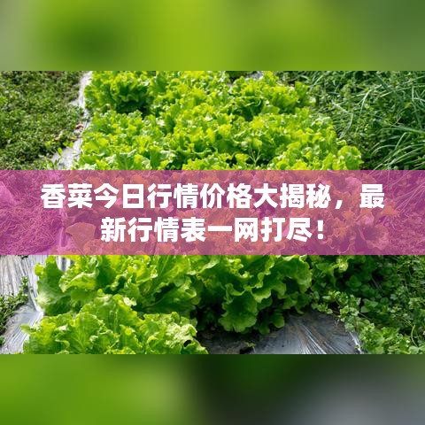 香菜今日行情价格大揭秘，最新行情表一网打尽！