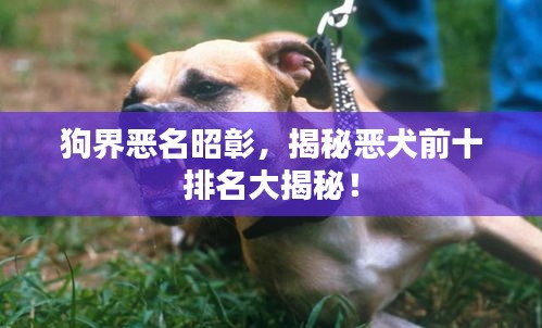 狗界恶名昭彰，揭秘恶犬前十排名大揭秘！