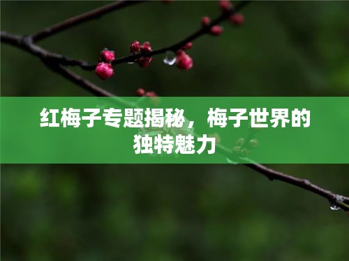 红梅子专题揭秘，梅子世界的独特魅力