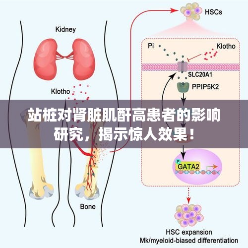 站桩对肾脏肌酐高患者的影响研究，揭示惊人效果！
