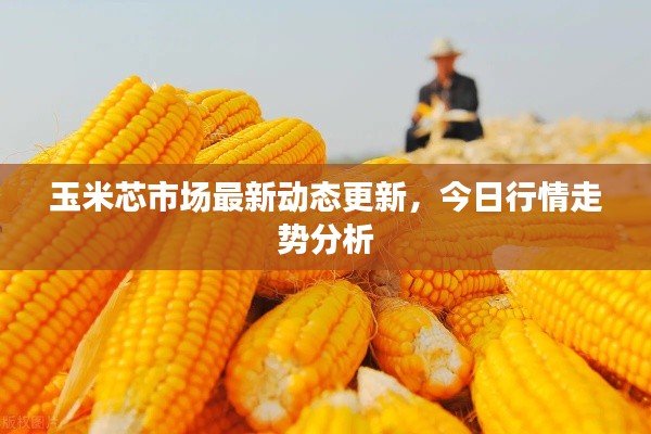 玉米芯市场最新动态更新，今日行情走势分析