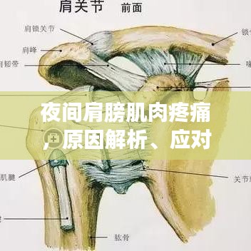 夜间肩膀肌肉疼痛，原因解析、应对方法与预防措施