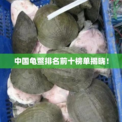 中国龟鳖排名前十榜单揭晓！