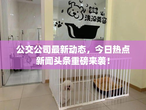 公交公司最新动态，今日热点新闻头条重磅来袭！