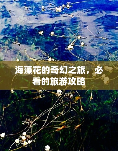 海藻花的奇幻之旅，必看的旅游攻略