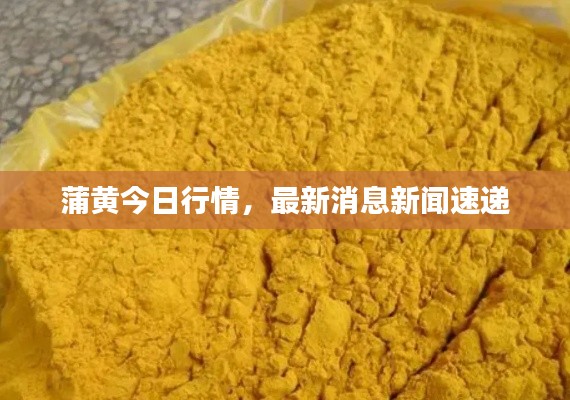蒲黄今日行情，最新消息新闻速递
