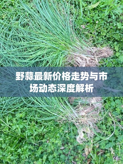 野蒜最新价格走势与市场动态深度解析