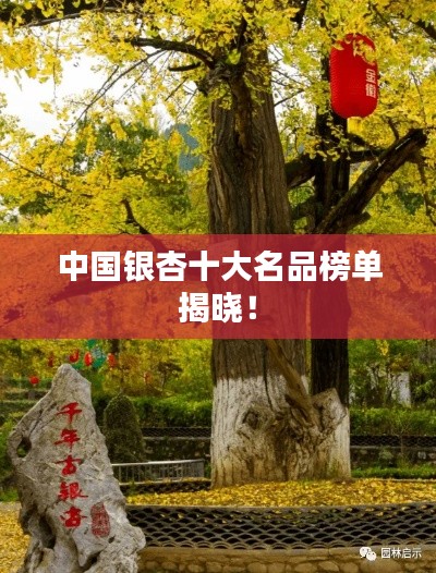 中国银杏十大名品榜单揭晓！