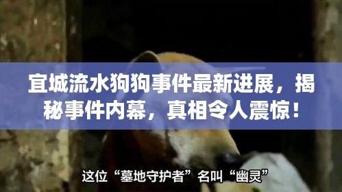 宜城流水狗狗事件最新进展，揭秘事件内幕，真相令人震惊！