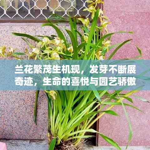 兰花繁茂生机现，发芽不断展奇迹，生命的喜悦与园艺骄傲